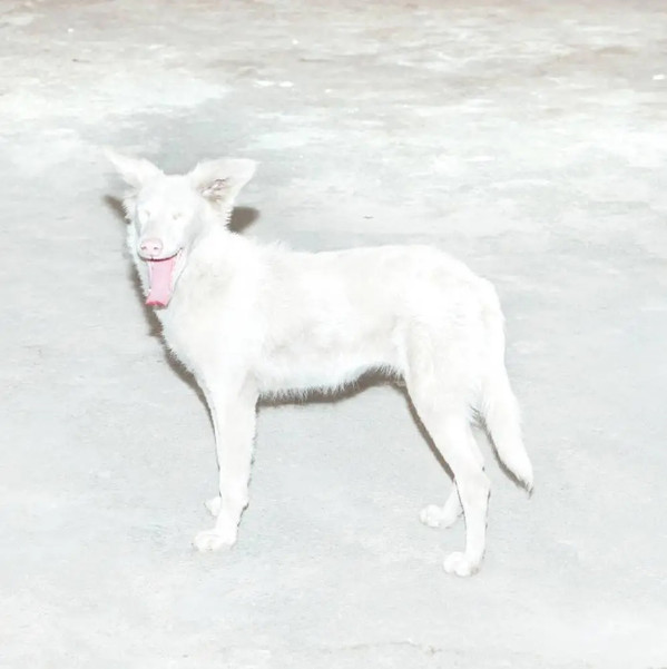 AO – AO – MALANDRA